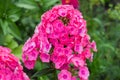 Annual Phlox blooms in the garden