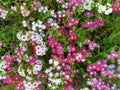 Annual phlox, phlox drummondii in garden.