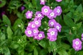 Annual phlox flower in garden.