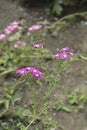 Annual Phlox Twinkle Star Royalty Free Stock Photo