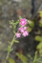 Annual Phlox Twinkle Star Royalty Free Stock Photo