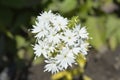 Annual phlox Twinkle Star Royalty Free Stock Photo