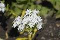 Annual phlox Twinkle Star Royalty Free Stock Photo