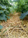 Annual plant cucumber in the open ground