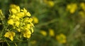 Annual rapeseed - plant flower Royalty Free Stock Photo