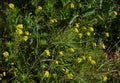 Annual rapeseed - plant flower Royalty Free Stock Photo