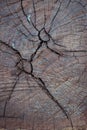 Annual ring wood crack damage texture