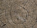 Annual rings and cracks from an old tree trunk Royalty Free Stock Photo