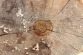 Annual ring on a saw cut of a tree trunk Royalty Free Stock Photo