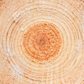 Annual rings on sawn pine tree timber wood Royalty Free Stock Photo