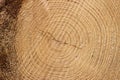 Annual rings of sawn wood. Cross section of log. Background Royalty Free Stock Photo