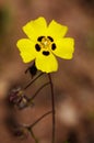 Annual Rock-rose flower over brown - Tuberaria guttata