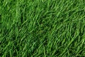 Annual rye grass and spring oats combination as a garden cover crop. Royalty Free Stock Photo