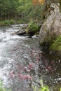 The annual spawning run of Saukeye Salmon