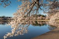 Spring Cherry Blossoms around Tidal Basin Washington DC Royalty Free Stock Photo