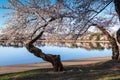 Spring Cherry Trees in Bloom around Tidal Basin Washington DC Royalty Free Stock Photo