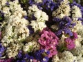 Annual statice (limonium)