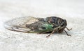 Annual Swamp or Morning Cicada Side View Royalty Free Stock Photo