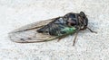 Annual Swamp or Morning Cicada Top Side View Royalty Free Stock Photo