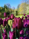 Tulip Festival on Elagin Island in St. Petersburg. A flower garden with lilac tulips of the Purple Flag variety against the Royalty Free Stock Photo