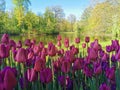 Tulip Festival on Elagin Island in St. Petersburg. A flower garden with lilac tulips of the Purple Flag variety against the Royalty Free Stock Photo