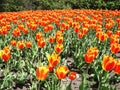 Canadian Tulip Festival, Ottawa. The Monarch Tulip Royalty Free Stock Photo