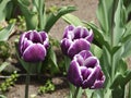 Canadian Tulip Festival, Ottawa. Asfat lilac lily tulip Royalty Free Stock Photo