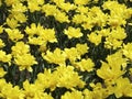 Canadian Tulip Festival, Ottawa yellow Tulips Margarita Royalty Free Stock Photo