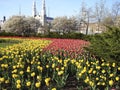 Canadian Tulip Festival, Ottawa Red and Yellow Tulip Field Royalty Free Stock Photo