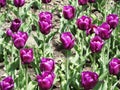 Canadian Tulip Festival, Ottawa pink Tulips Pink Snowy Royalty Free Stock Photo