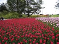 Canadian Tulip Festival, Ottawa Purple Elegance and Greig's Tulip Field Toronto Royalty Free Stock Photo