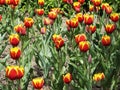 Canadian Tulip Festival, Ottawa. Tulip Cam back field Royalty Free Stock Photo