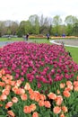 Annual Tulip festival, with people wandering around enjoying beauty, Albany, New York, 2016