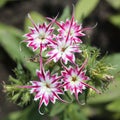 Annual twinkle Phlox (Phlox drummondii) Royalty Free Stock Photo