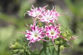 Annual twinkle Phlox (Phlox drummondii)