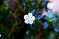 Annual Vinca Beautiful White Flower