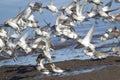Sanderling Flock in the Spring