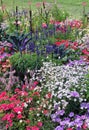 A lushly blooming garden bed with annuals