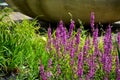 Annuals, lythrum, salicaria, purple, garden, water, flower, pink, loosestrife, inflorescence, aquatic, wetlands, meadow, lavender