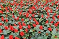Annuals Red Flowers Royalty Free Stock Photo