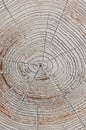 The annul growth rings Royalty Free Stock Photo