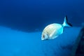 Annular Sea Bream Diplodus annularis