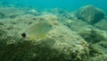 Annular sea bream Diplodus annularis undersea, Aegean Sea, Greece, Halkidiki