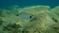 Annular sea bream Diplodus annularis undersea, Aegean Sea, Greece, Halkidiki