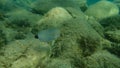 Annular sea bream Diplodus annularis undersea, Aegean Sea, Greece, Halkidiki