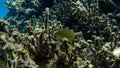 Annular sea bream (Diplodus annularis) undersea, Aegean Sea, Greece, Halkidiki