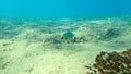 Annular sea bream (Diplodus annularis) undersea, Aegean Sea, Greece, Halkidiki