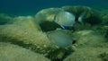 Annular sea bream Diplodus annularis and white seabream Diplodus sargus undersea