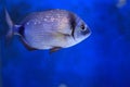 Annular seabream Royalty Free Stock Photo