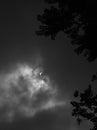 Annular solar eclipse, with a framing of trees
